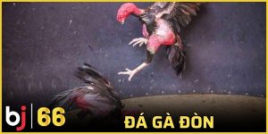 đá gà đòn