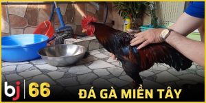 đá gà miền Tây