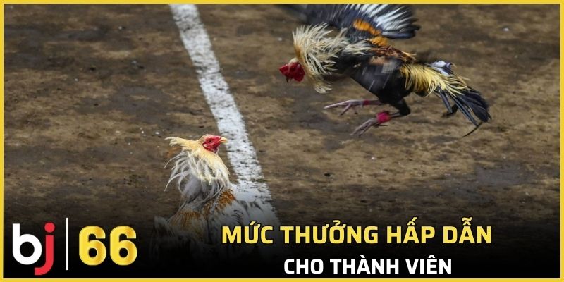 Hệ thống mang lại mức thanh toán thưởng hấp dẫn