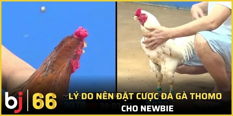 Lý do nên đặt cược đá gà Thomo cho newbie