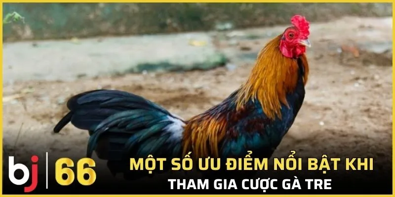 Một số ưu điểm nổi bật khi tham gia cược gà tre