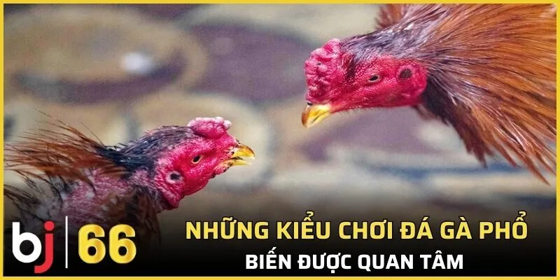 Những kiểu chơi đá gà phổ biến được quan tâm