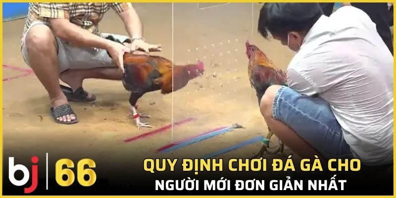 Quy định chơi đá gà cho người mới đơn giản nhất
