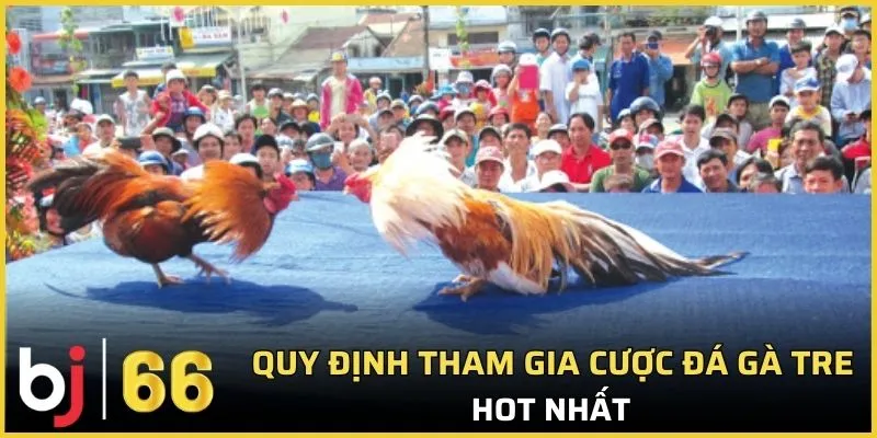Quy định tham gia cược đá gà tre hot nhất