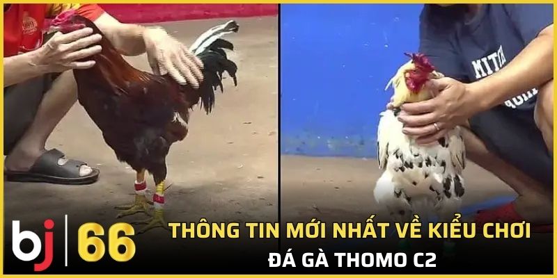 Thông tin mới nhất về kiểu chơi đá gà Thomo C2