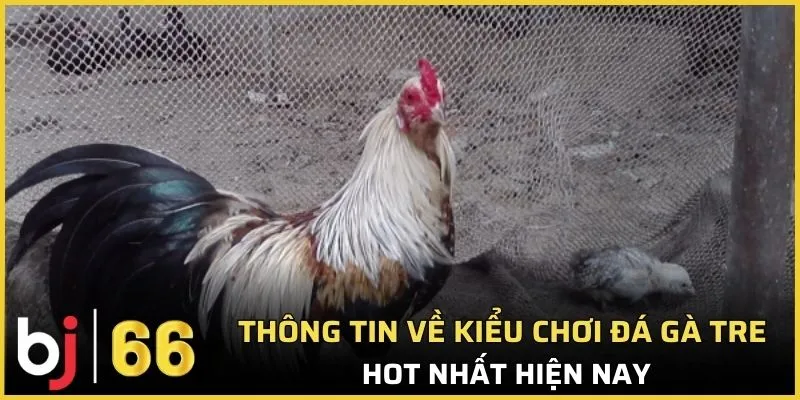 Tổng quan về sảnh đá gà tre hot nhất hiện nay